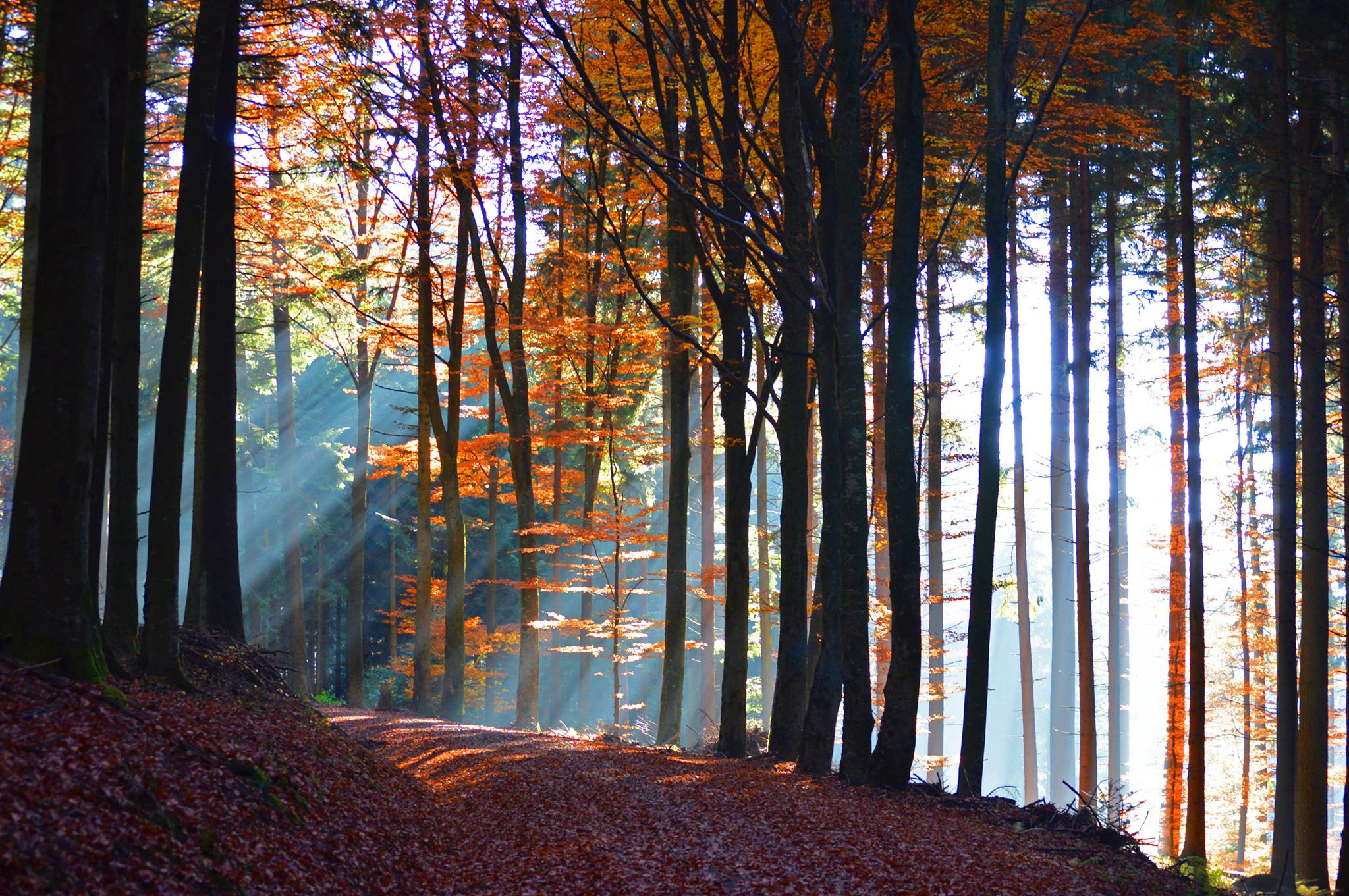 Mystische Stimmung im hohen orange-braunen Herbstwald Mystische Stimmung im hohen orange-braunen Herbstwald