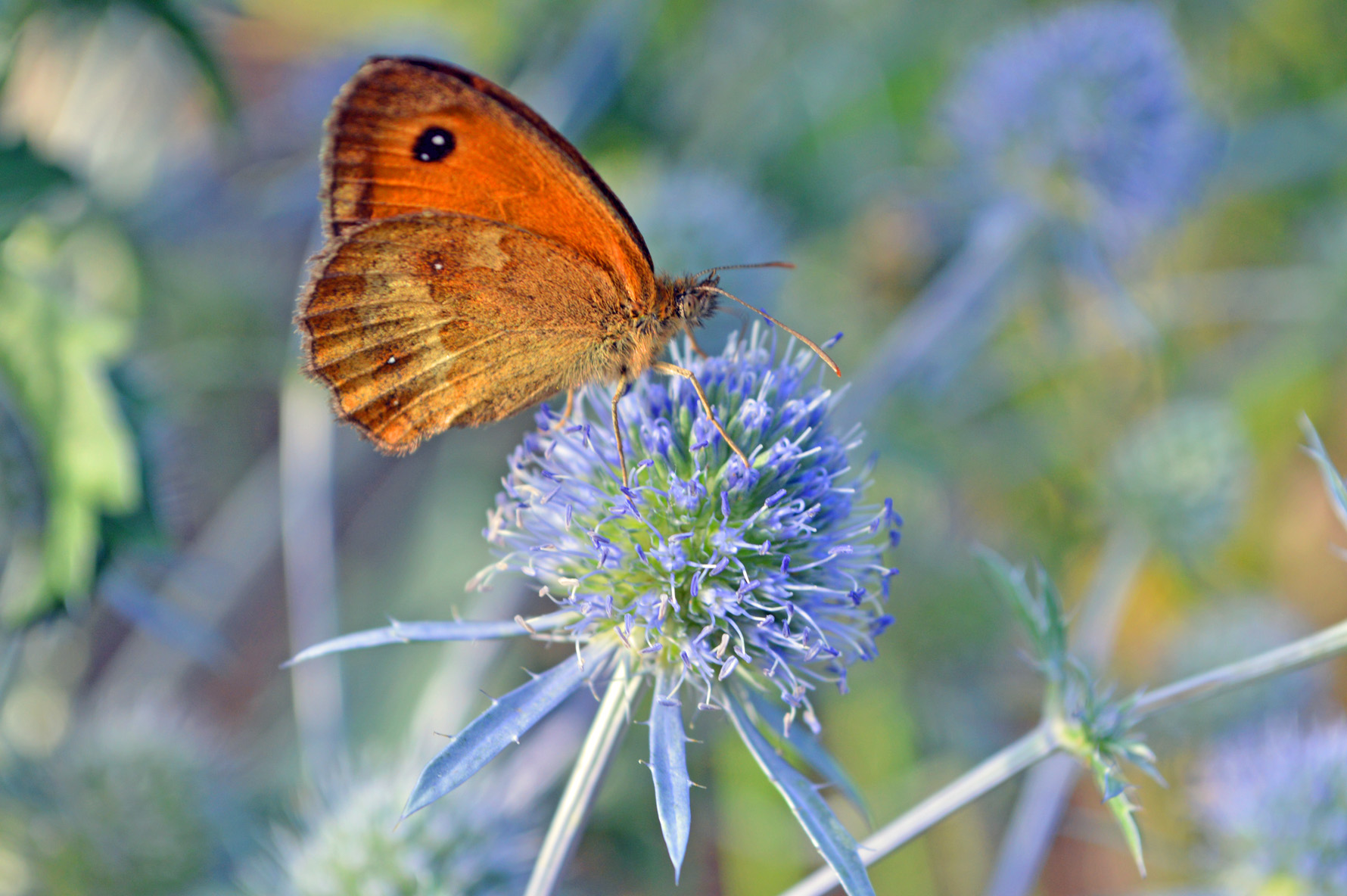 Tagpfaueneauge auf einer Distelblüte perfekt in orange-blau-grün Tönen Tagpfaueneauge auf einer Distelblüte perfekt in orange-blau-grün Tönen